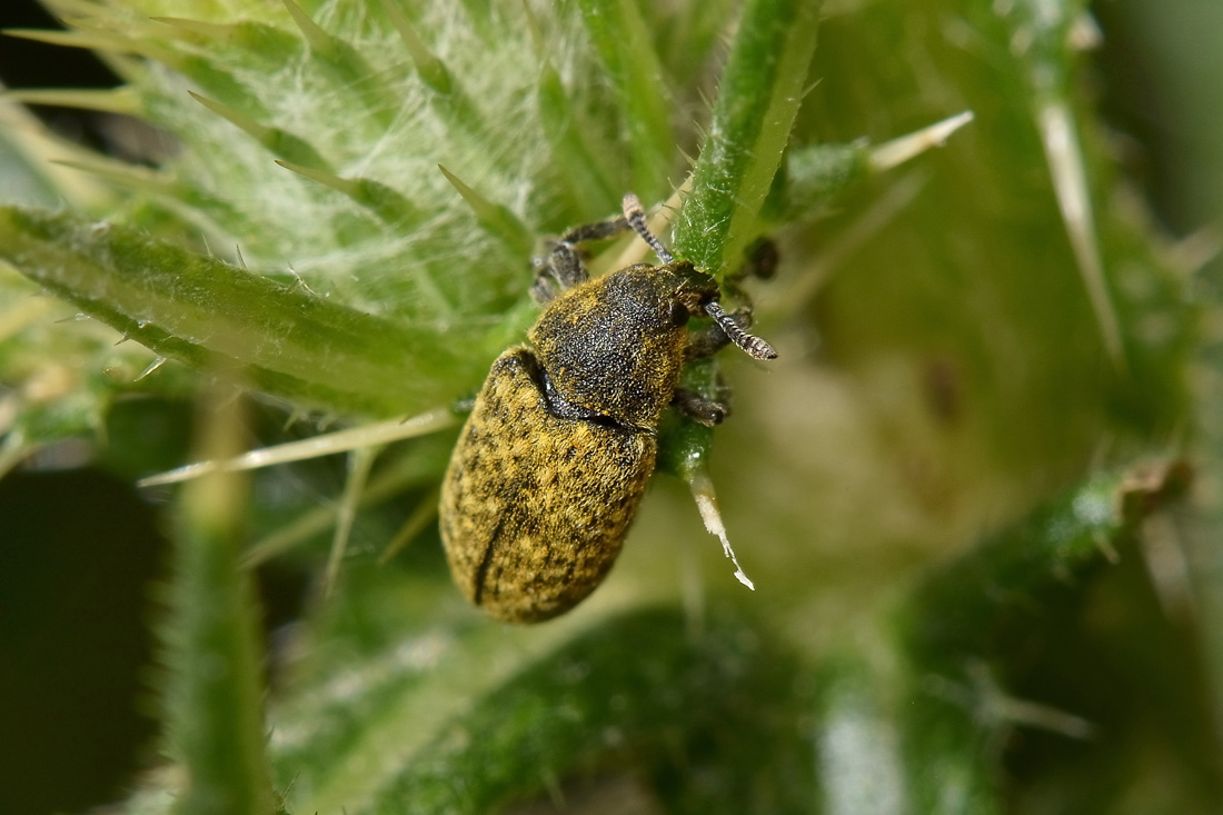 Curculionidae: Rhinocyllus conicus?  S!